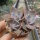 Echeveria gibbiflora v. metallica