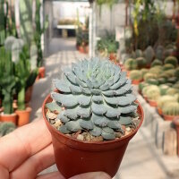 Echeveria rundelli cv. Blue Miracle