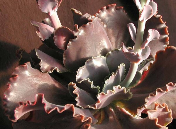 Echeveria cv. Violet Queen