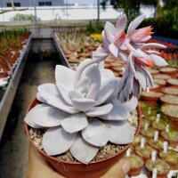 Echeveria laui