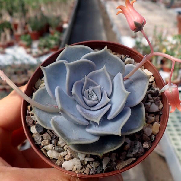 Echeveria lilacina