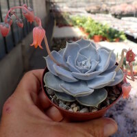 Echeveria lilacina