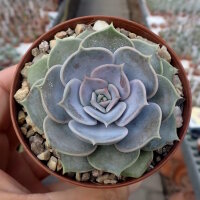 Echeveria lilacina