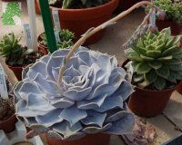 Echeveria lilacina