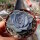 Echeveria lilacina