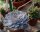 Echeveria lilacina