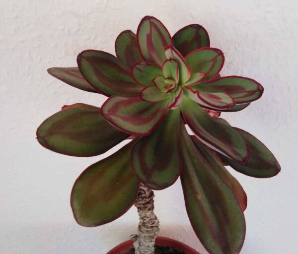Echeveria nodulosa