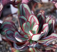Echeveria nodulosa
