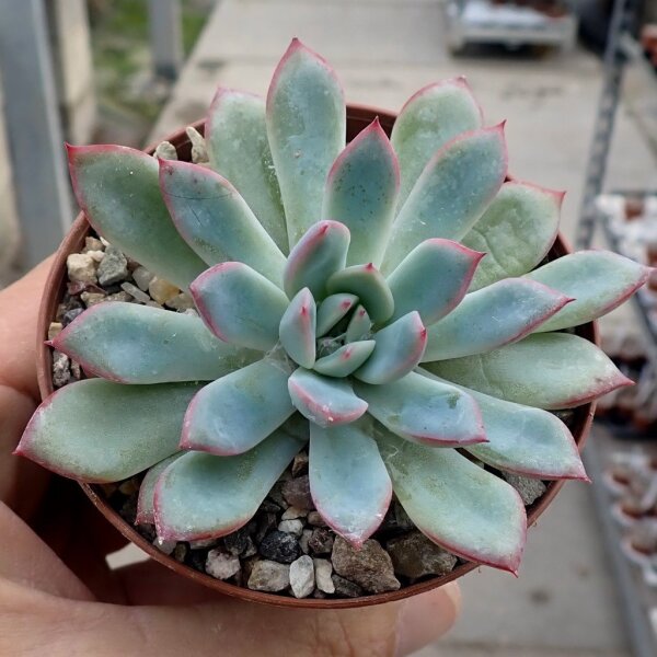 Echeveria pulidonis Blüte gelb, flower yellow