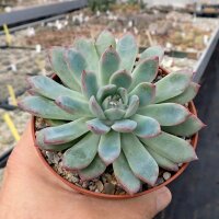 Echeveria pulidonis Blüte gelb, flower yellow