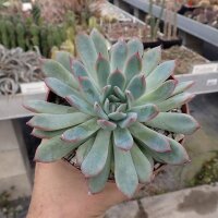 Echeveria pulidonis Blüte gelb, flower yellow