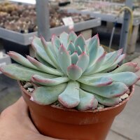 Echeveria pulidonis Blüte gelb, flower yellow