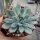 Echeveria pulidonis Blüte gelb, flower yellow