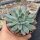 Echeveria pulidonis Blüte gelb, flower yellow