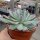 Echeveria pulidonis Blüte gelb, flower yellow