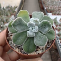 Echeveria pulvinata