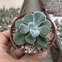 Echeveria pulvinata