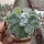 Echeveria pulvinata