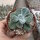 Echeveria pulvinata