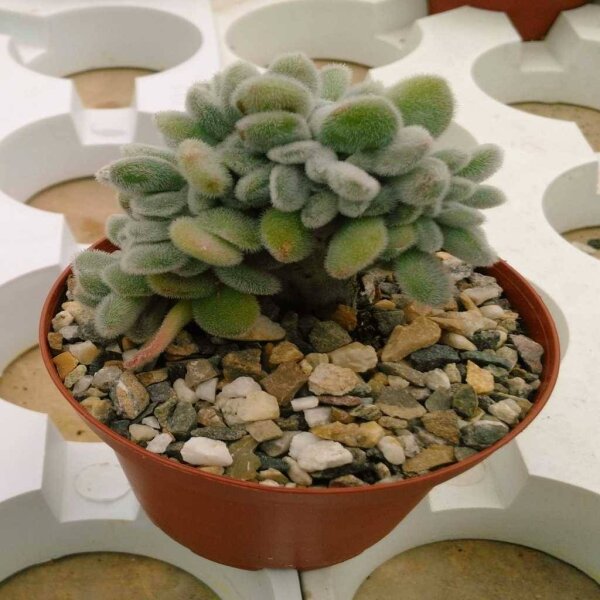 Echeveria pulvinata cv. Frosty  cristata