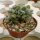 Echeveria pulvinata cv. Frosty  cristata
