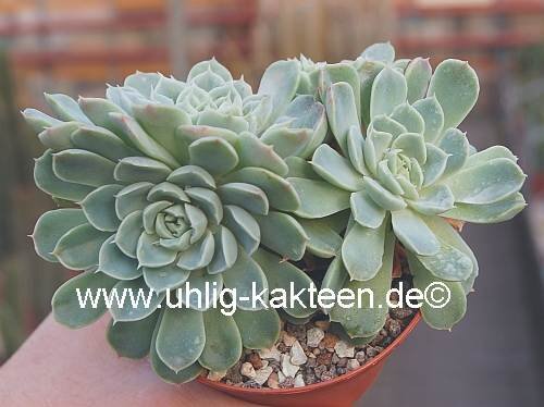 Echeveria sanchez-mejoradae