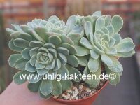 Echeveria sanchez-mejoradae