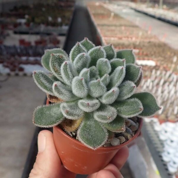 Echeveria setosa Mexico (Oaxaca, Puebla)