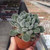 Echeveria setosa Mexico (Oaxaca, Puebla)