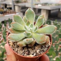 Echeveria setosa Mexico (Oaxaca, Puebla)