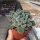 Echeveria setosa Mexico (Oaxaca, Puebla)