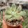 Echeveria setosa Mexico (Oaxaca, Puebla)