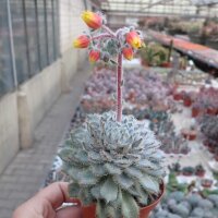 Echeveria setosa v. deminuta