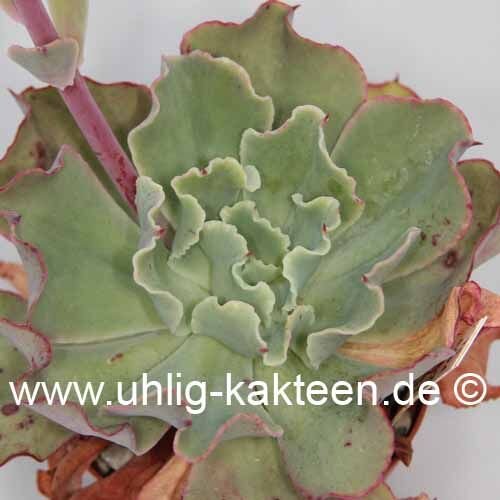 Echeveria shaviana Nord Mexico (Tamaulipas, Nuevo Leon)
