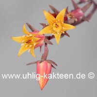 Echeveria shaviana Nord Mexico (Tamaulipas, Nuevo Leon)