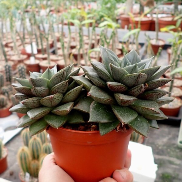 Echeveria turgida