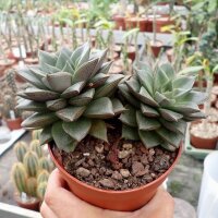 Echeveria turgida