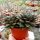 Echeveria turgida