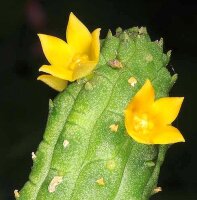 Echidnopsis cereiformis cv. flavoflora