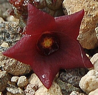 Echidnopsis leachii