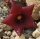 Echidnopsis leachii