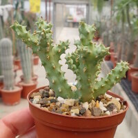 Edithcolea grandis