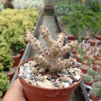 Edithcolea grandis
