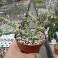 Edithcolea grandis