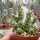 Edithcolea grandis