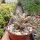 Edithcolea grandis