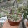 Edithcolea grandis