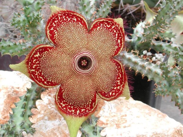 Edithcolea grandis Sordida