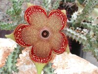 Edithcolea grandis Sordida