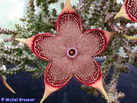 Edithcolea grandis Sordida